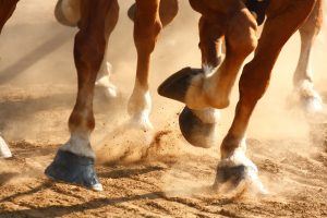shutterstock_37072126 (1)